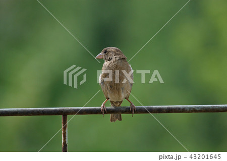 Sparrow Sparrow 43201645