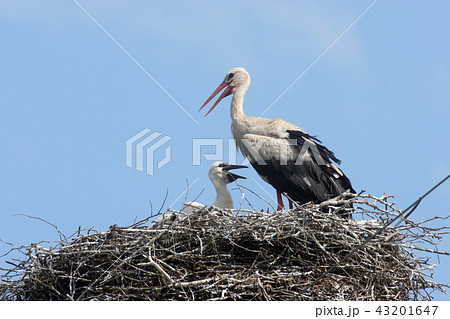 Stork in its nest over a clear blue backround 43201647