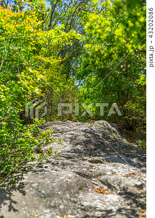 篠山市最高峰！西光寺山へと続く、登山道風景（兵庫県篠山市今田町本荘）※作品コメント欄に撮影位置あり 43202086