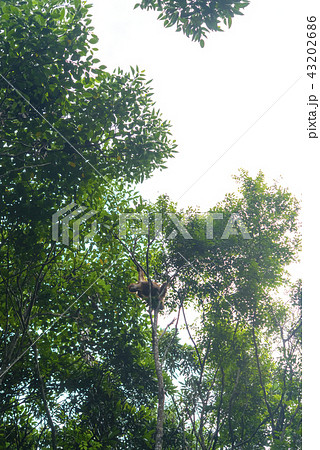 野生の子供オランウータン 43202686
