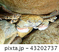 モズクガニ 43202737