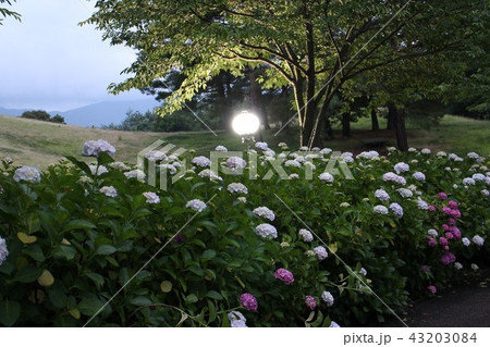 ライトアップされたあじさい苑の紫陽花 ライトアップされたあじさい苑の紫陽花 43203084