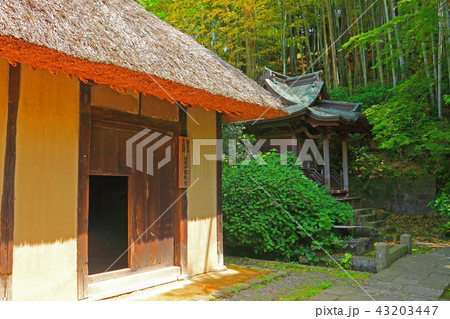 旧石井家住宅と竹林のコラボレーション 43203447