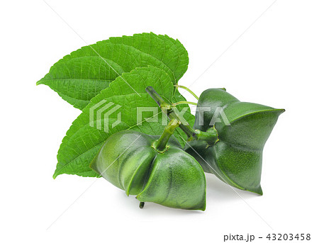 sacha inchi peanut with green leaf isolated  43203458