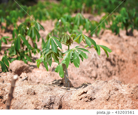 cassava tree 43203561