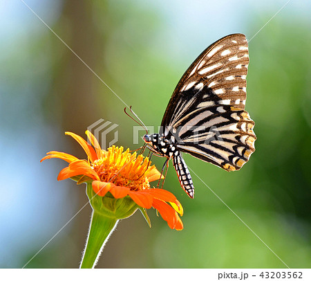 Butterfly on a flower 43203562