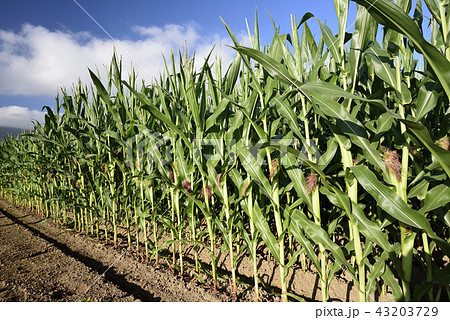 北海道倶知安町のデントコーン畑の盛夏の風景を撮影 43203729