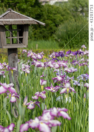 小岩菖蒲園の花菖蒲 東京都江戸川区の写真素材