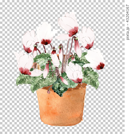 仙客來白色盆栽植物 43204167