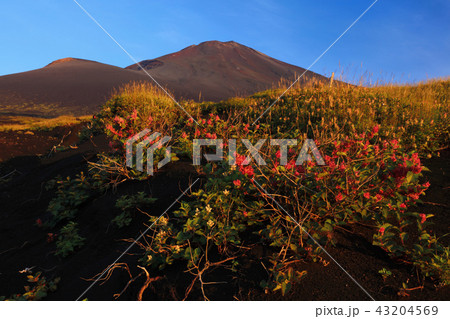 イタドリ咲く富士山五合目 イタドリ咲く富士山五合目 43204569