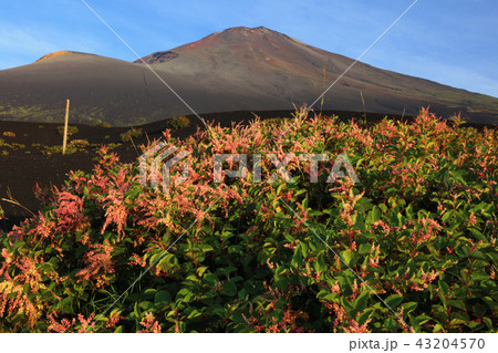 イタドリ咲く富士山五合目 イタドリ咲く富士山五合目 43204570