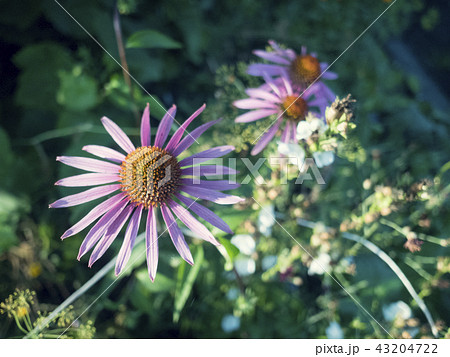 Violet-pink gerbera flower on a white isolated background with clipping path. Closeup. For design 43204722