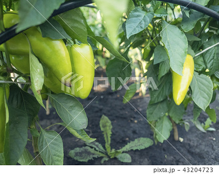 Beautiful large growing sweet peppers in a greenhouse close-up. Fresh juicy red peppers on the Beautiful large growing sweet peppers in a greenhouse close-up. Fresh juicy red peppers on the 43204723