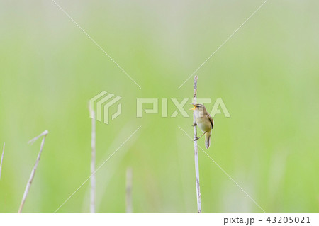囀るコヨシキリ 43205021