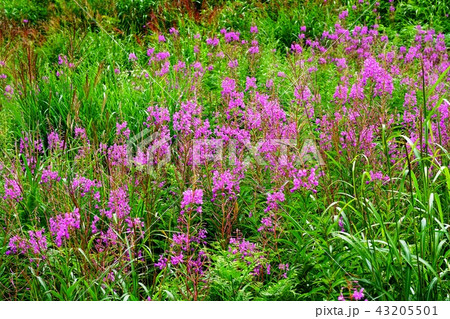 湿原 志賀高原 湿原 志賀高原 43205501
