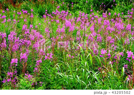 湿原　志賀高原 43205502