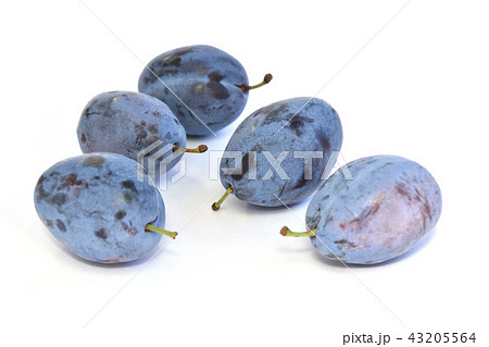 プルーン（西洋すもも） 43205564