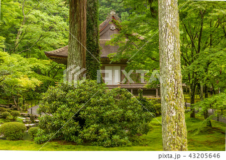 青葉の往生極楽院 43205646