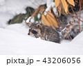 野生のアライグマ 43206056