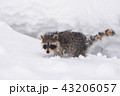 野生のアライグマ 43206057