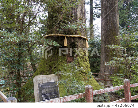 箱根神社の御神木「矢立のスギ」（神奈川県箱根町） 43206074