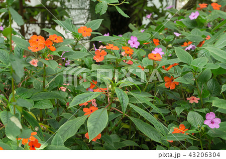 インパチェンス、京都、日本 43206304