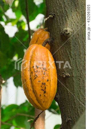 カカオの実、京都、日本 カカオの実、京都、日本 43206305