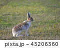 北海道のうさぎ 43206360