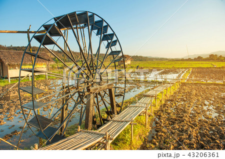 Rice field grass against with mountains lanscape 43206361
