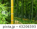 竹藪 43206393