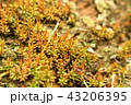 地面に生えた苔 43206395