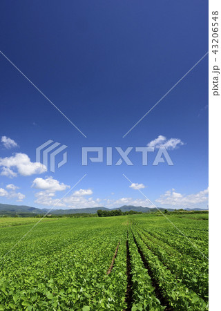 北海道厚沢部町鶉地区の大豆畑の盛夏の風景を撮影 43206548