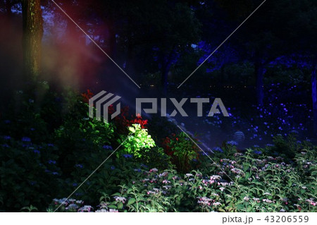光に浮かび上がる国営讃岐まんのう公園の紫陽花 光に浮かび上がる国営讃岐まんのう公園の紫陽花 43206559