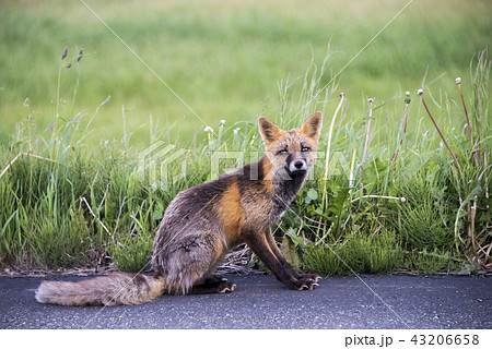 ジュウジギツネ　夏 43206658