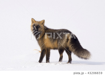ジュウジギツネ　冬 43206659