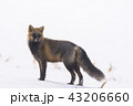 ジュウジギツネ　冬 43206660