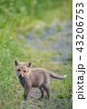 キタキツネの子 43206753