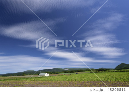 北海道函館市桔梗町の畑作地域の夏空の風景を撮影 北海道函館市桔梗町の畑作地域の夏空の風景を撮影 43206811