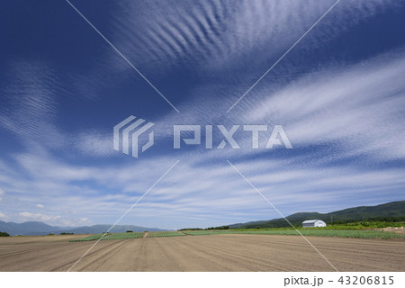 北海道函館市桔梗町の畑作地域の夏空の風景を撮影 43206815
