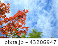 青空と楓 43206947