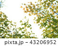 緑の楓と空 43206952