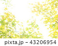 楓と空の光 43206954