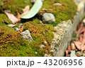 道端に生えた苔 43206956