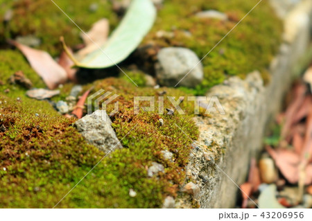 道端に生えた苔 43206956