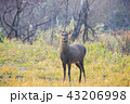 エゾシカ 43206998