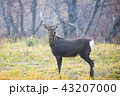 エゾシカ 43207000