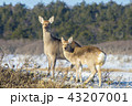 エゾシカ 43207001