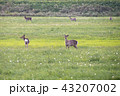 エゾシカ 43207002