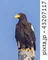 オオワシ 43207117