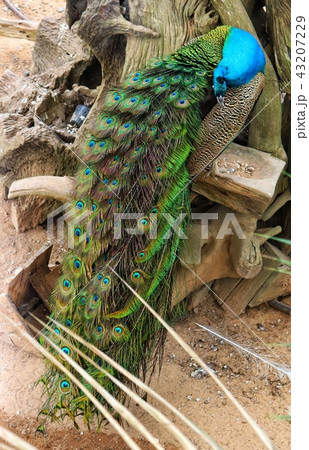 Beautiful tail of peacock at zoo Beautiful tail of peacock at zoo 43207229